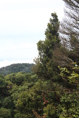 View over a tree crown in a tropical cloud forest