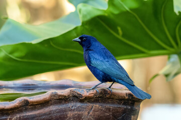 The Shiny Cowbird also Knows as Chupim or Mirlo perched on a drink fountain. Species Molothrus bonariensis. Birdwatcher. Birding