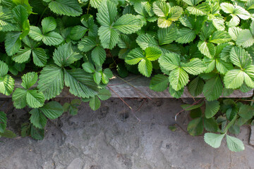 strawberry leaves with concrete floor