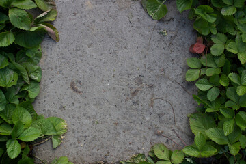 strawberry leaves around a concrete slab