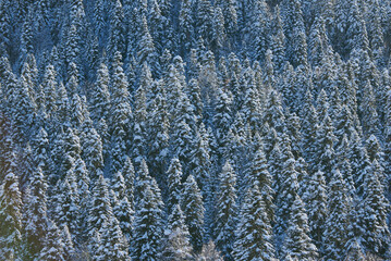 Snow covered mountain spruces in Russia
