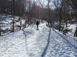 Walking Dog in Toronto along Snowy Winter Trail