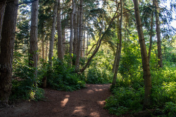 Tranquil Path, Whidbey Island, Washington
