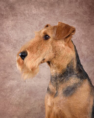 Portrait of Airedale Terrier