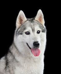 Siberian husky looking at camera
