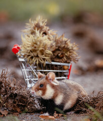 hamster with a full shopping cart of nuts, concept for shopping, hoarding for winter