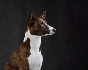 Portrait of Basenji dog