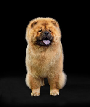 recommend clip art: Brown chow-chow dog