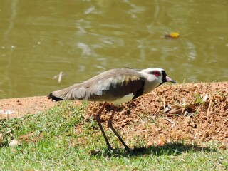 Obraz premium O quero-quero se alimenta de invertebrados aquáticos e peixinhos que encontra na lama. Para capturá-los, ele agita a lama com as patas para provocar a fuga de suas presas. 