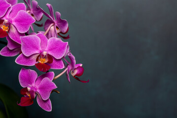 Macro blank photography of pink orchid