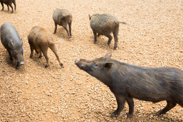 Brown hairy pig sniffing the air with several pigs roaming on farm