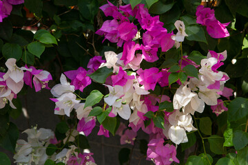 pink and white flowers of begonvil 