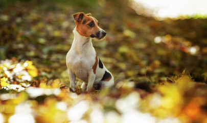 Small Jack Russell terrier dog sitting on autumn leaves, shallow depth of field photo with bokeh blurred trees in background