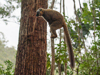 Common brown lemur - Eulemur fulvus - holding on a tree, blurred forest in background. Lemurs are endemic to Madagascar