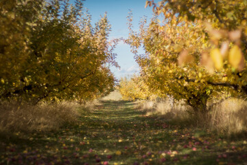 Fall Orchard