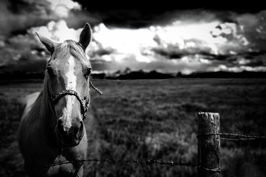 Palomino Horse In Front Of Teton Range