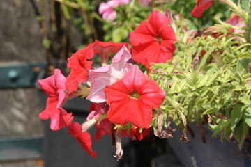 Coloridas flores en primer plano