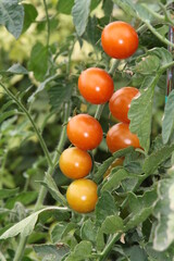 Tomates cherry madurando en la huerta