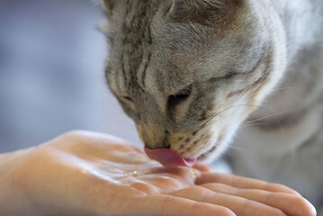 cat eat caviar from hand. close up