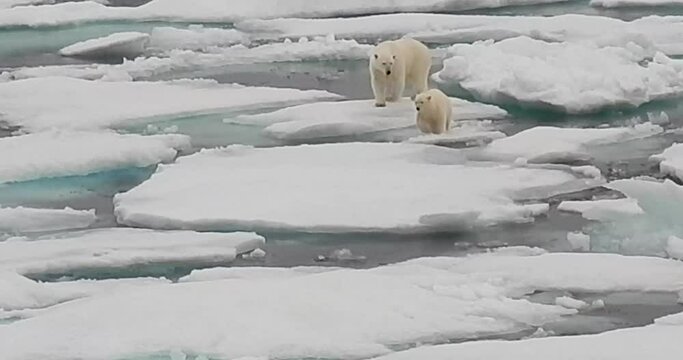 Polar bear with cub