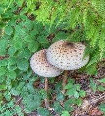 2 big mushrooms like umbrellas in the forest