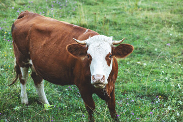 Naklejka na ściany i meble Cow grazing on the green field.Summer season.