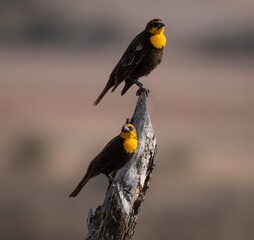 Yellow bird in total freedom posing on a pole next to the road