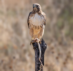 Eagle perched for the camera in complete freedom