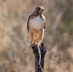 Eagle perched for the camera in complete freedom