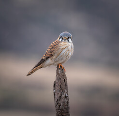 Kestrel perched for the camera in complete freedom
