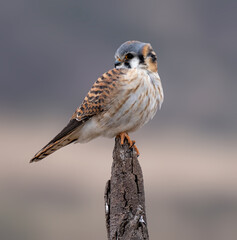 Kestrel perched for the camera in complete freedom