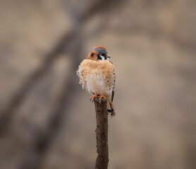 Kestrel perched for the camera in complete freedom