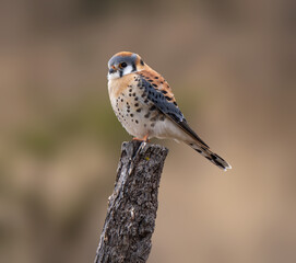 Kestrel perched for the camera in complete freedom