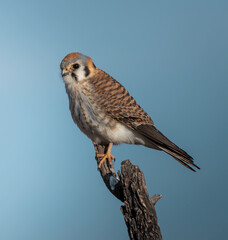 Kestrel perched for the camera in complete freedom