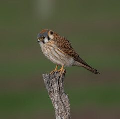 Kestrel perched for the camera in complete freedom