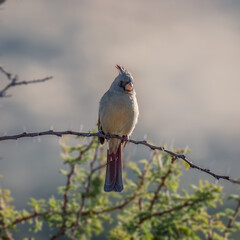 Female cardinal posing in a tree next to the road