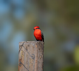 Red bird posing on top of a cross in the cemetery