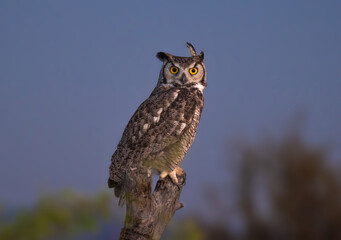 Owl perched for the camera in complete freedom