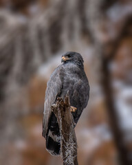 Eagle perched for the camera in complete freedom