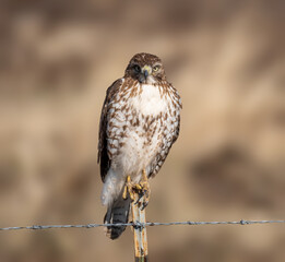 Eagle perched for the camera in complete freedom