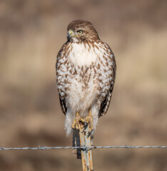 Eagle perched for the camera in complete freedom