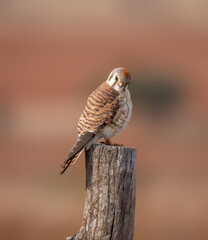 Kestrel perched for the camera in complete freedom