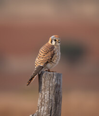 Kestrel perched for the camera in complete freedom