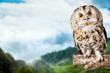 Wild Owl looking and posing on nature background