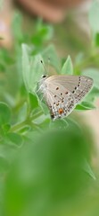 Mariposa de plata
