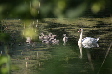 Rodzina łabędzi pływająca po stawie.