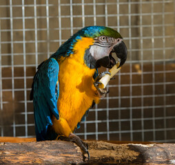 portrait of yellow-blue parrot