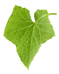 Cucumber leaf isolated on white background, full depth of field, clipping path