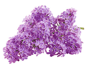 lilac flower isolated on white background, full depth of field, clipping path