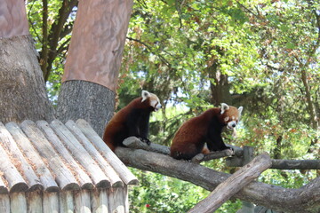 Primos panda rojo